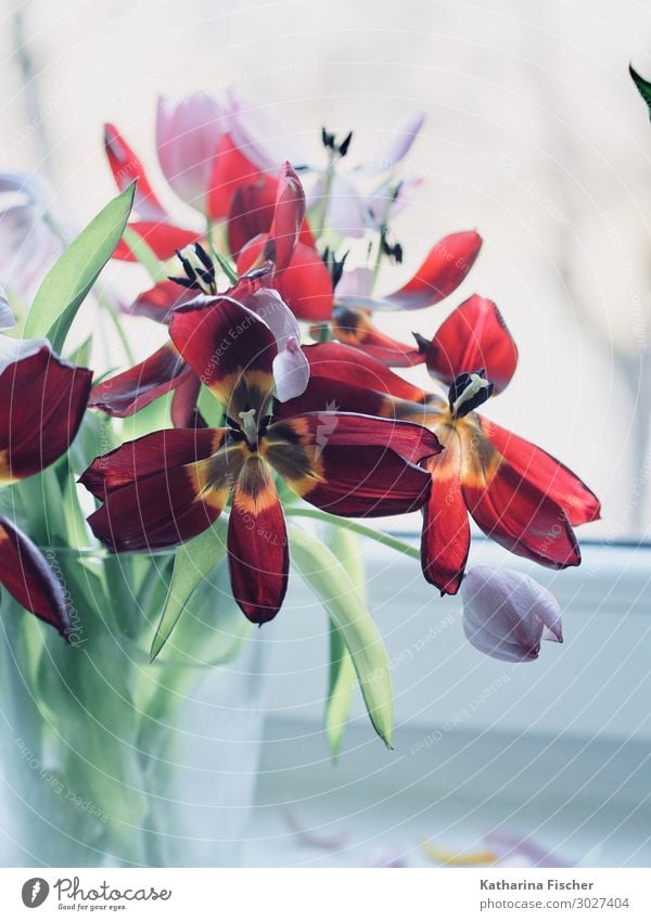 Red Tulips Plant Flower Leaf Blossom Bouquet Blossoming Illuminate Faded Yellow Green Violet Orange Pink White Tulip blossom Tulip bud Vase Car Window
