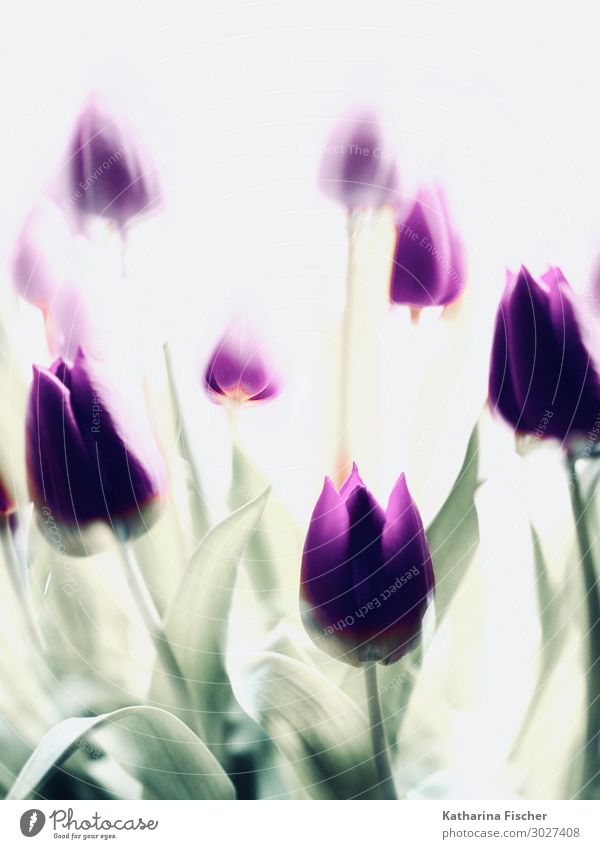 purple tulips double exposure Nature Plant Spring Summer Autumn Winter Flower Tulip Leaf Blossom Bouquet Blossoming Beautiful Yellow Green Violet White