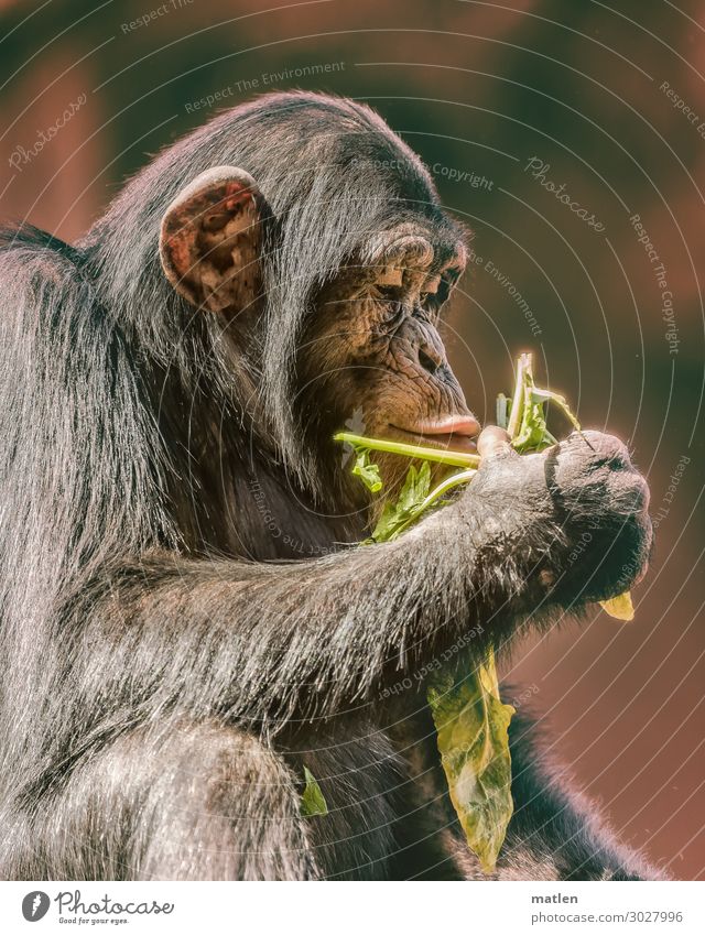 breakfast Animal Animal face Pelt 1 To feed Brown Green Monkeys Foliage plant Feed Colour photo Subdued colour Exterior shot Copy Space left Copy Space right