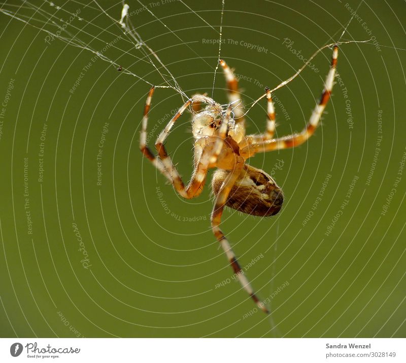 cross spider Animal Spider 1 Build Hang Self Control Fear Disgust Relaxation Wait Stripe Insect Cross spider Colour photo Exterior shot Close-up Deserted Day