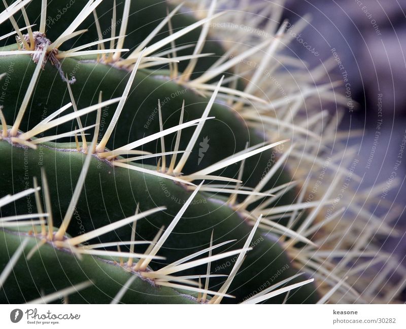 cactus Cactus Green Plant Flower Thorn Nature Pain Lens http://www.keasone.de