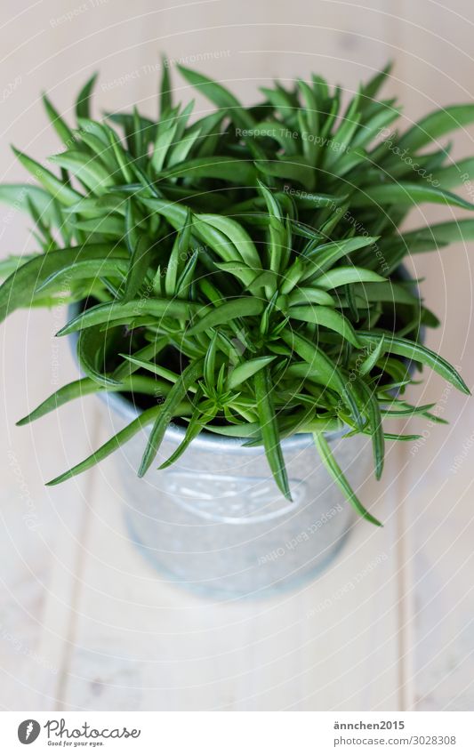green Green Plant Flowerpot Silver Wood Interior shot