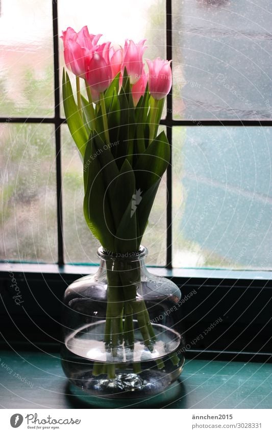 tulips Tulip Pink Green Interior shot Window Old Back-light Vase Blue Glass Decoration Spring Flower Bouquet Lattice window