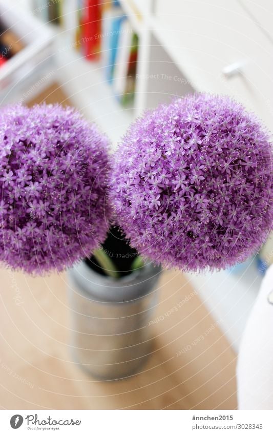 ()Summer() Blossom Interior shot Flat (apartment) Vase Milk churn Flower Violet White Green Silver