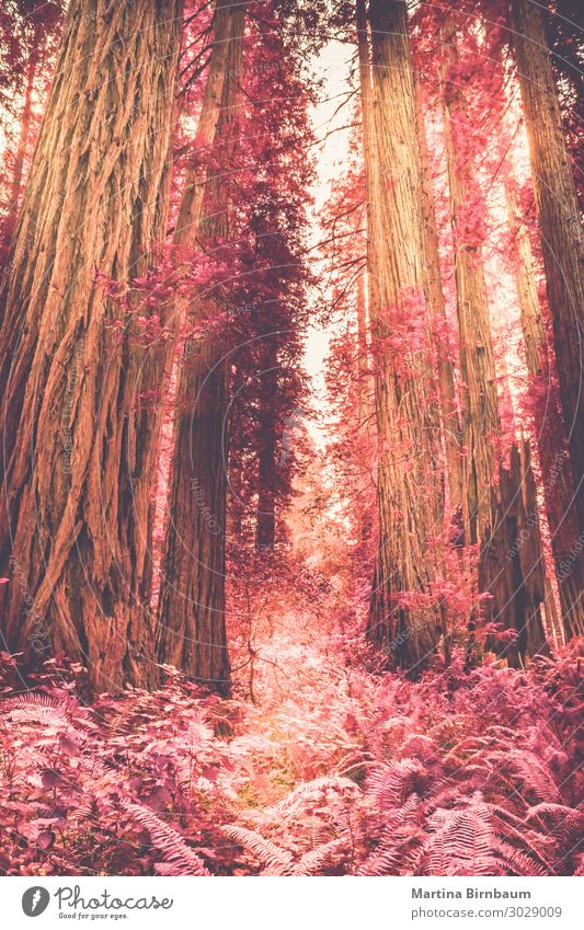 Faux infrared, Sequoia trees Environment Nature Landscape Plant Tree Fern Foliage plant Forest Outskirts Apocalyptic sentiment Colour photo Morning