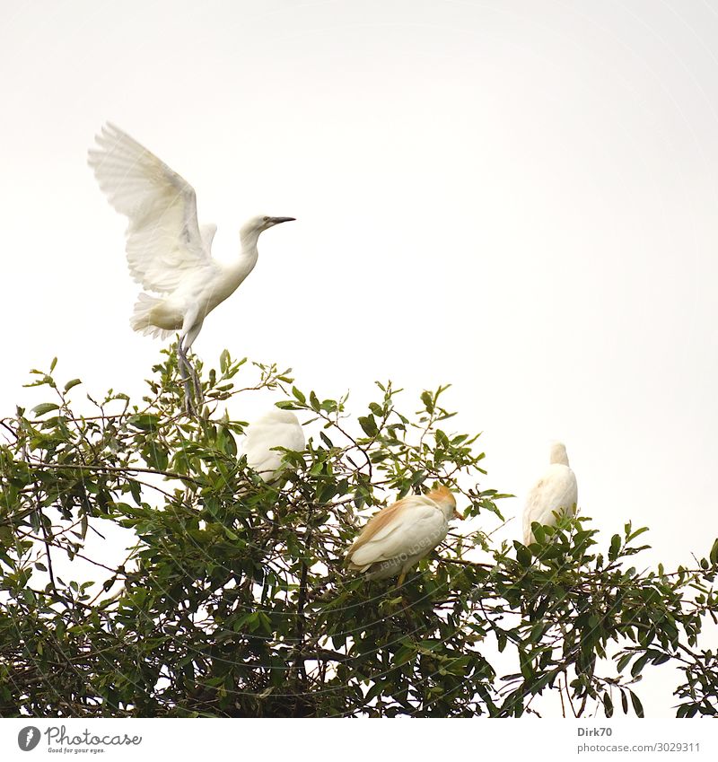 Starting Little Egret: Launch Sequence I Environment Nature Animal Summer Tree Treetop Park Forest Spain Cantabria Wild animal Bird Wing 4 Group of animals
