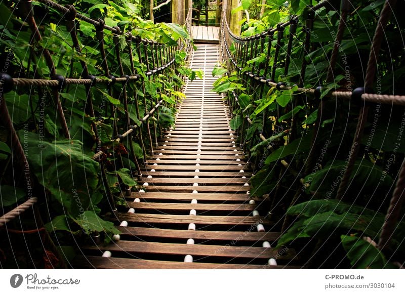 Into the jungle! Vacation & Travel Adventure Expedition Hiking Brown Green Trust Safety Brave Nature Lanes & trails Suspension bridge Colour photo Exterior shot