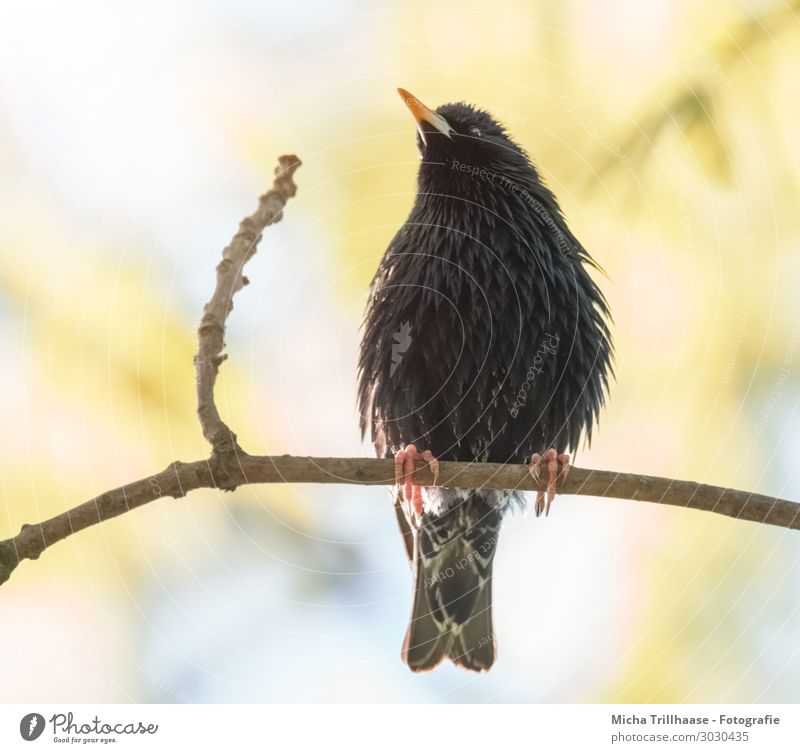 Plumped Starling Nature Animal Sky Sun Sunlight Beautiful weather Tree Twigs and branches Wild animal Bird Animal face Wing Claw Head Beak Eyes Feather Plumed 1