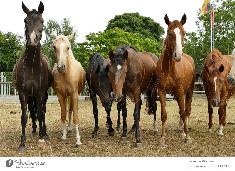horses Environment Earth Spring Summer Autumn Field Animal Horse Group of animals Herd Wait Glittering Large Ride Livestock breeding Colour photo Deserted Day