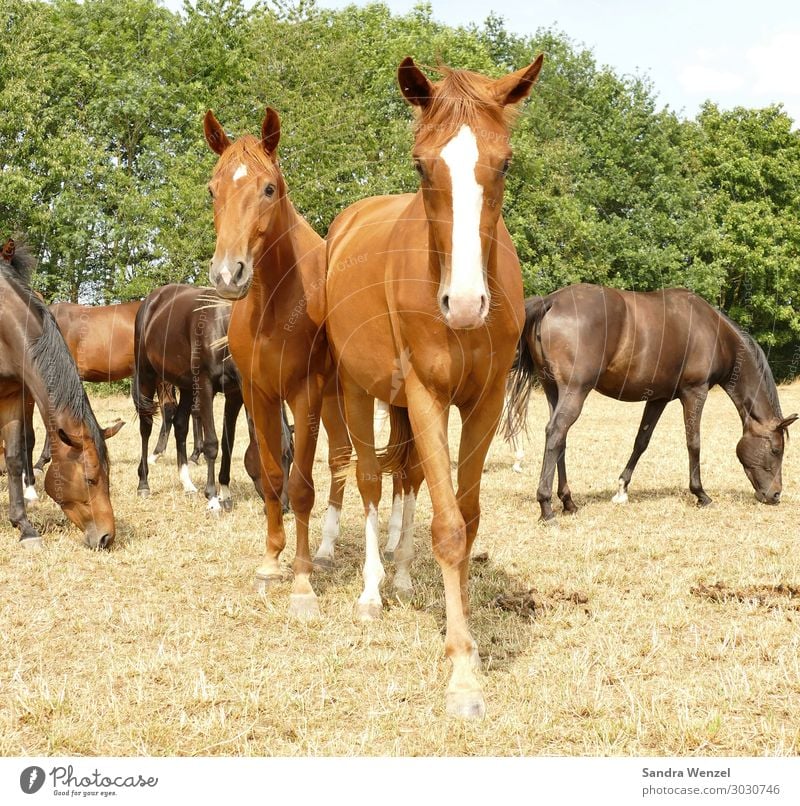 horses Animal Horse 4 Group of animals Herd Going To enjoy Stand Safety (feeling of) Together Love of animals Dream Longing Society Idyll Ride Breed Freedom