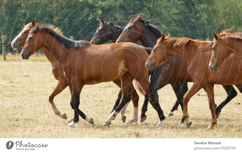 horses Horse Group of animals Herd Going Walking Society Equal Happy Hope Idyll West Pole thoroughbred Ride Western Mountains Colour photo Exterior shot