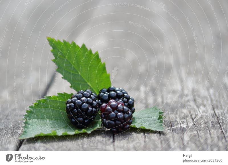 three ripe blackberries with leaves lie on an old wooden table Food Fruit Blackberry Leaf Wood Lie Esthetic Healthy Small Delicious Natural Juicy Gray Green