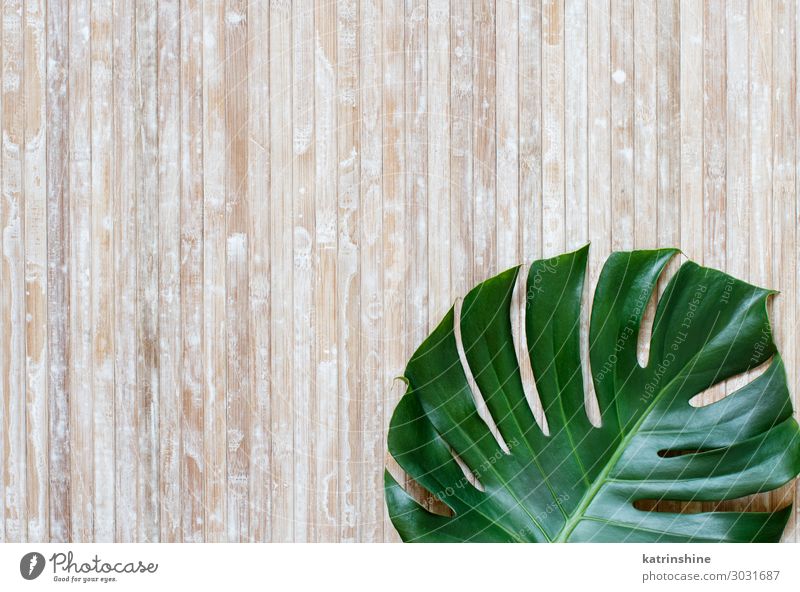 Background withMonstera leaves on a light green background - a Royalty Free  Stock Photo from Photocase