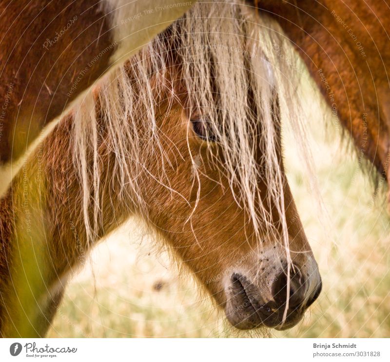 Shy foal looks out behind his mother Harmonious Calm Ride Nature Animal Beautiful weather Pet Horse 2 Baby animal Touch Looking Authentic Blonde Cuddly