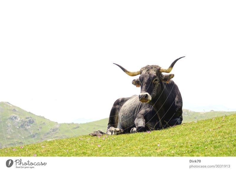 Taking it easy: Cantabrian cow in the Picos de Europa. Landscape Summer Beautiful weather Grass Meadow Mountain picos de europe Cantabrian Mountains