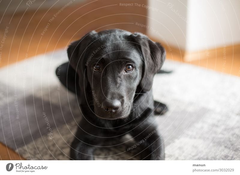 doggie eyes Lifestyle Happy Living or residing Parenting Study Dog Animal face Labrador Baby animal Lie Looking Wait Authentic Friendliness Happiness Healthy