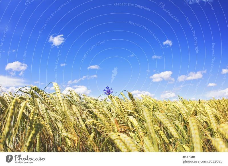 lone fighters Food Nutrition Organic produce Nature Sky Summer Beautiful weather Flower Agricultural crop Cornfield Cornflower Grain field Field Blossoming