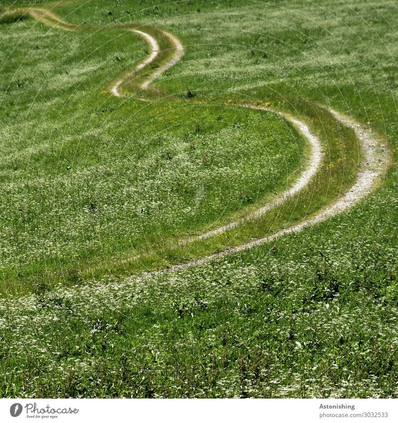 The way Environment Nature Landscape Plant Summer Flower Grass Meadow Field Transport Lanes & trails Long Green White Curve Arch In pairs Agriculture