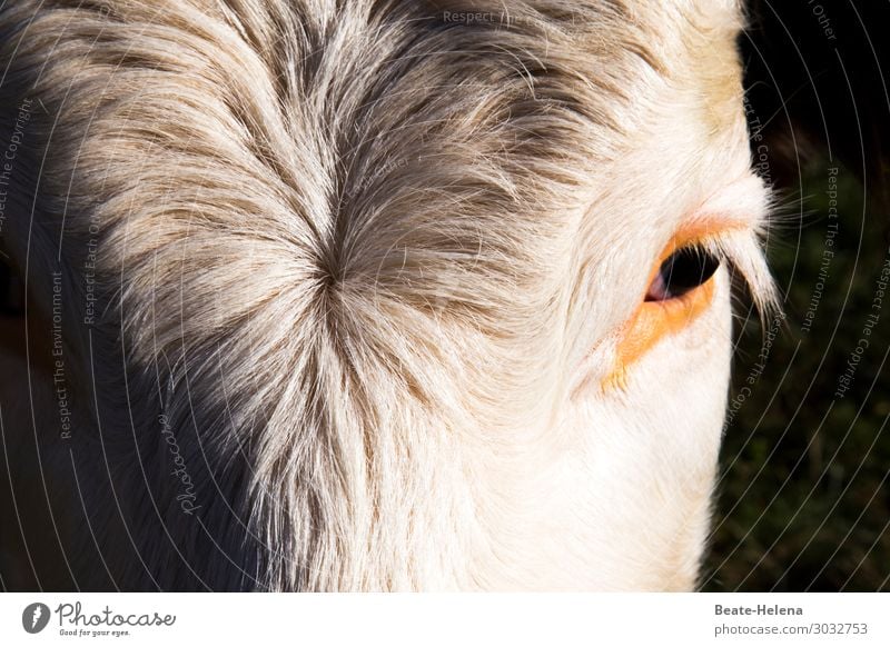 Look into my eyes little one - close up of cow head Cow Close-up Eyes Pelt Hair swirl Forehead Animal Farm animal Exterior shot Animal portrait Animal face