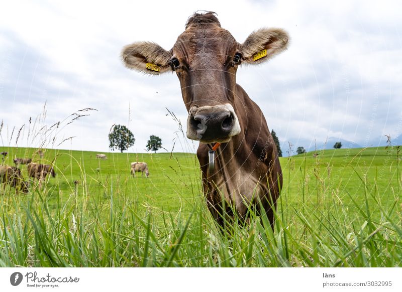 Allgäu beef - curious Environment Sky Summer Grass Meadow Animal Cattle Cow Group of animals Looking Stand Authentic Beautiful Curiosity Acceptance Trust Serene