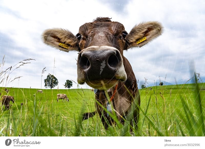 Allgäu beef Agriculture Forestry Sky Summer Grass Meadow Animal Cow Animal face 1 Group of animals Observe Looking Stand Exceptional Friendliness Curiosity