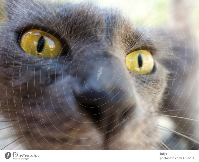 Corsican cat Animal Cat Animal face 1 Looking Authentic Near Curiosity Yellow Gray Colour photo Exterior shot Close-up Macro (Extreme close-up) Deserted Day