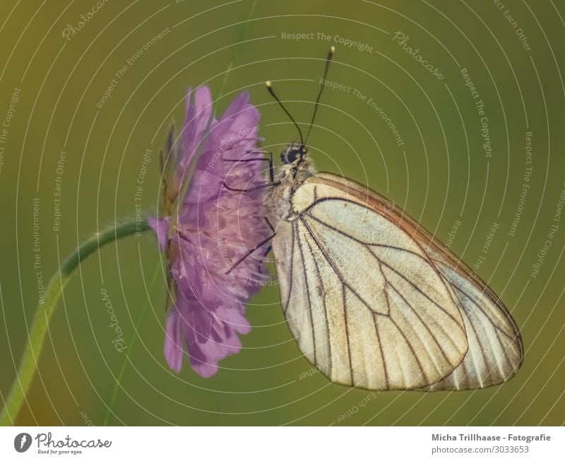 Butterfly on a purple flower Nature Plant Animal Sunlight Beautiful weather Flower Blossom Wild animal Animal face Wing tree white butterfly Feeler Eyes Legs 1