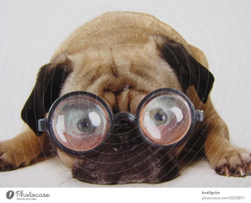 transparency Animal Pet Dog Pug 1 Eyeglasses Think Lie Looking Brown Black White Emotions Sadness Concern Communicate Worry line Vista Colour photo Studio shot