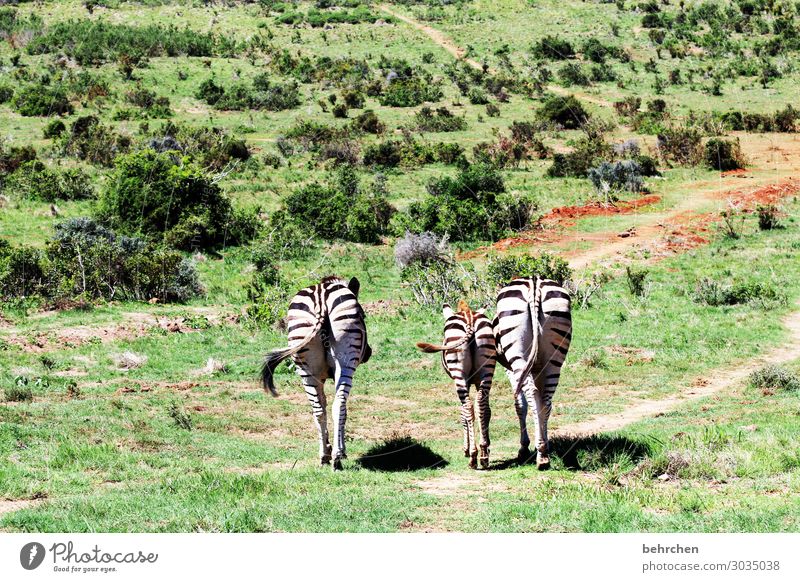 three zebrapos | corona thoughts Animal portrait Light Day Deserted Exterior shot Colour photo Animal protection Wanderlust Wilderness South Africa
