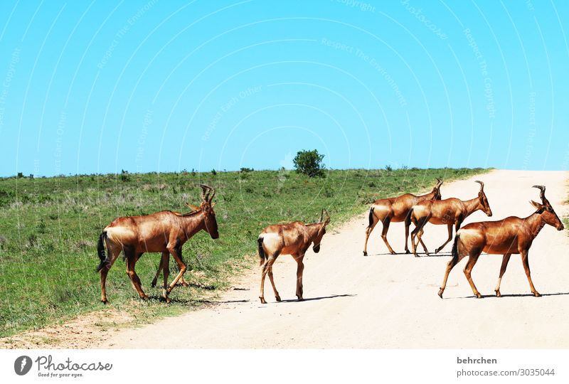 far away | the deer look completely different Animal portrait Sunlight Contrast Shadow Light Day Wanderlust Wild South Africa hartebeest Freedom Far-off places