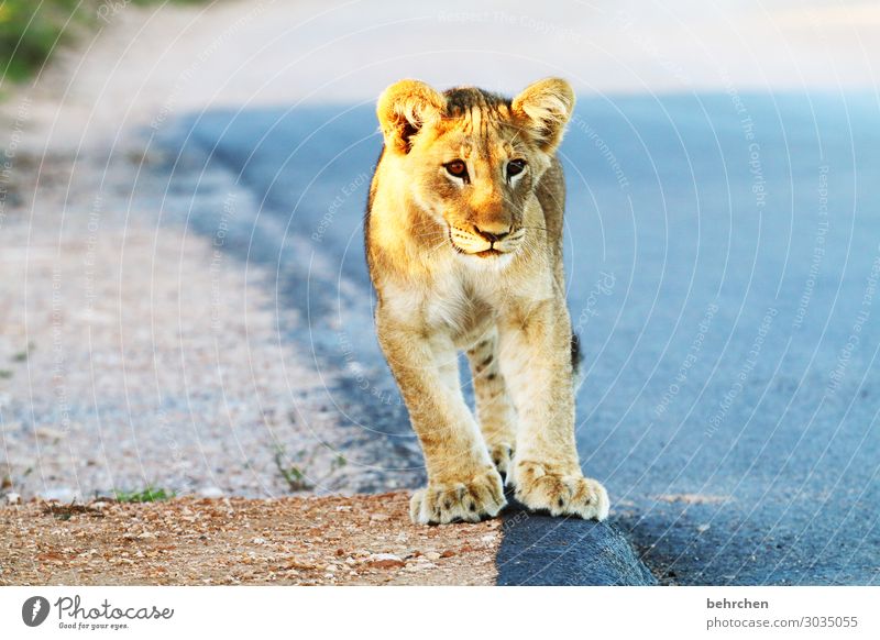 cuddly toy | lion cub animal baby Child South Africa addo Safari Animal Wild animal Vacation & Travel Animal portrait Adventure Tourism Nature Freedom