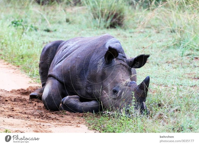 exhausted | completely finished Nature Wilderness Vacation & Travel Tourism Trip Adventure Far-off places Freedom Wild animal Rhinoceros Animal Exceptional