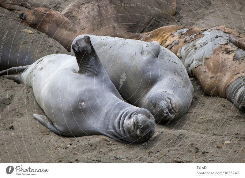Elephant Seals Stretch Sleep and Molt on Sandy Beach Life Ocean Woman Adults Nature Fur coat Smiling Cool (slang) Funny Colour Elephant seal northern phocidae