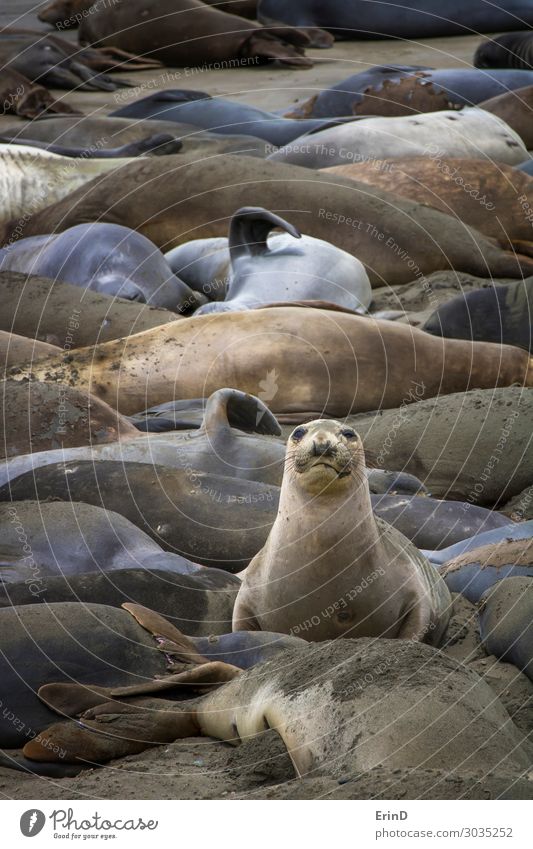 Single Elephant Seal Sits Among Sleeping Colony Life Beach Ocean Woman Adults Nature Fur coat Smiling Cool (slang) Funny Colour Elephant seal northern phocidae