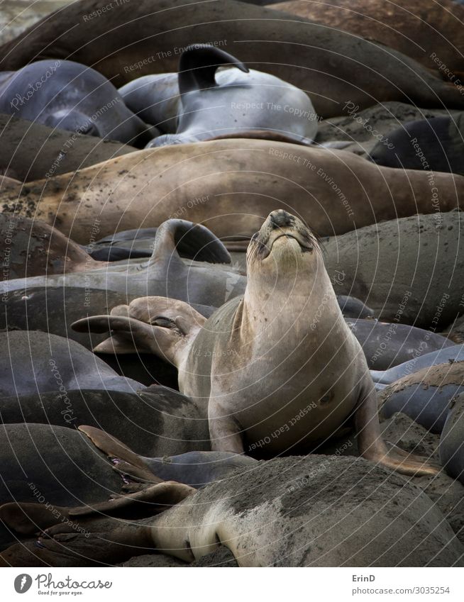 Funny Expression on Elephant Seal Sitting in Sleeping Colony Life Beach Ocean Woman Adults Nature Fur coat Smiling Cool (slang) Colour Elephant seal northern