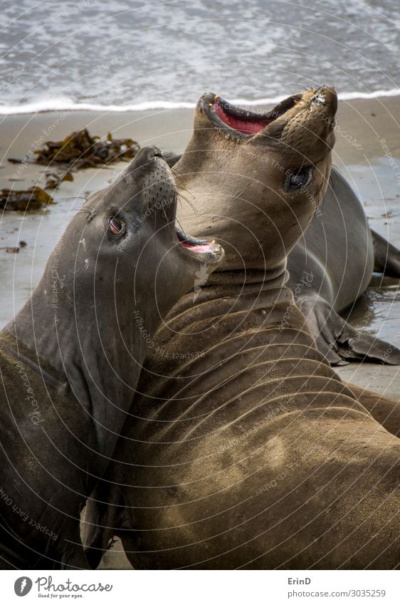 Pair of Close Up Elephant Seals Fight on Sandy Beach Life Ocean Woman Adults Nature Fur coat Smiling Sleep Cool (slang) Funny Colour Elephant seal northern