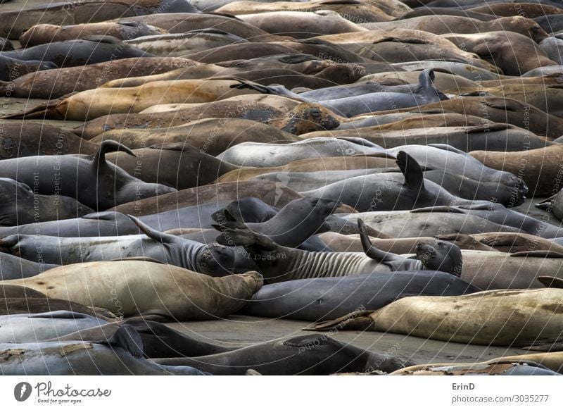 Colorful Elephant Seals in Variety of Poses on California Beach Life Ocean Woman Adults Group Nature Fur coat Pelt Cow Herd Sleep Scream Funny Natural Colour