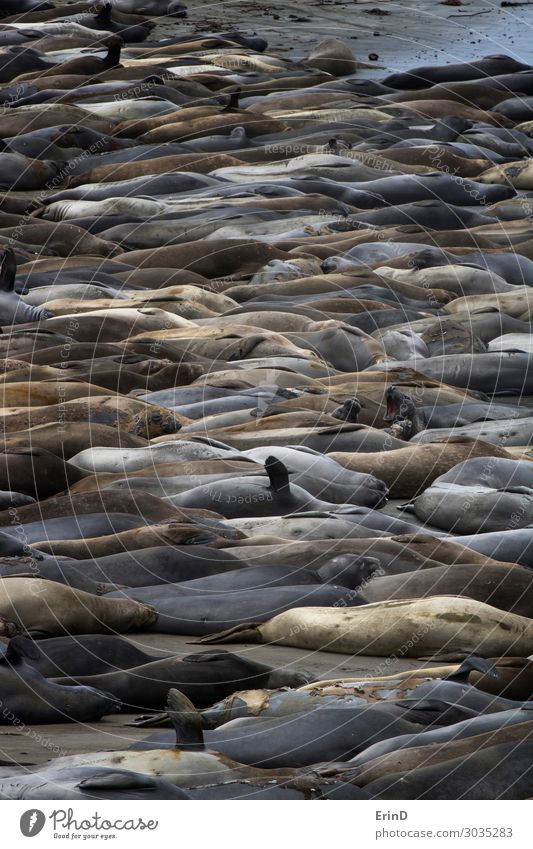 Full Frame Beach Covered in Elephant Seals in Vibrant Colors Life Ocean Woman Adults Group Nature Fur coat Pelt Cow Herd Sleep Scream Funny Natural Colour