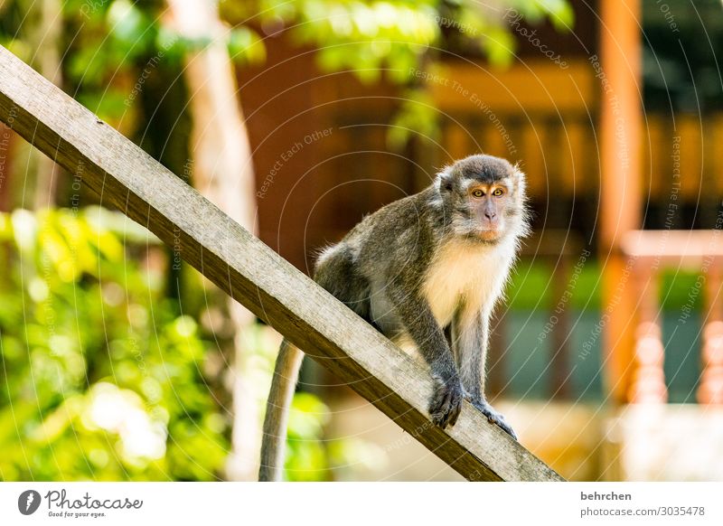 such a monkey show! Wild animal Animal face Pelt Virgin forest Nature Exotic Fantastic Wanderlust Animal protection Day Light Colour photo blurriness