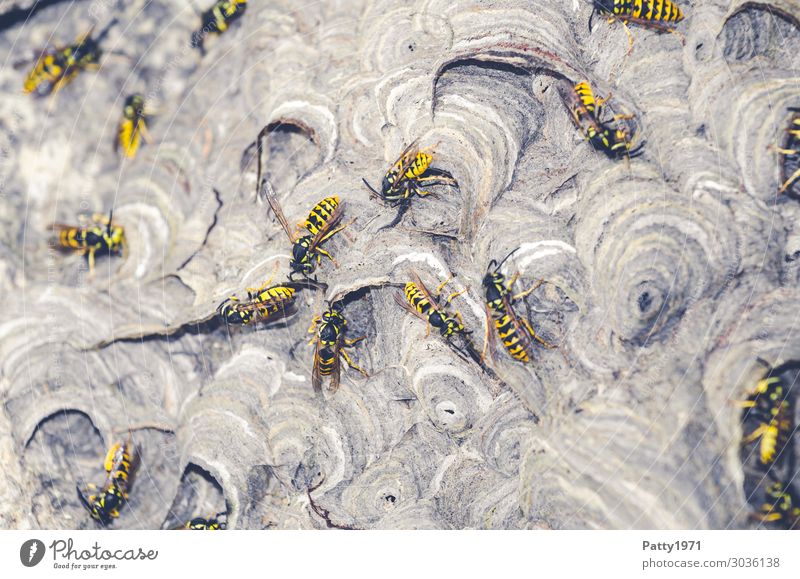 Wasps building nests Animal Wild animal Wasps' nest Insect Flock Build Crawl Yellow Black Threat Sustainability Nature Teamwork Attachment Colour photo Close-up