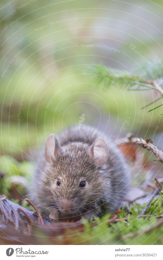Who's rustling? Environment Nature Earth Plant Moss Foliage plant Woodground Fir needle Forest Animal Wild animal Mouse Animal face Rodent 1 Observe Listening