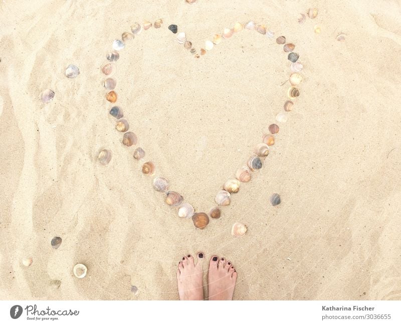 Heart Mussels Sand Beach Nature Spring Summer Emotions Love beach signs Cockle Feet Sandy beach Summer vacation Sign Trust Symbols and metaphors Callousness