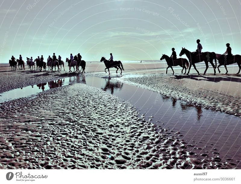 Les chevaux Horse Mud flats Tideway Rider Group of animals Back-light Evening sun Beach Vacation & Travel Relaxation Gray (horse)