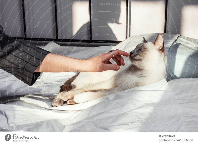Woman's hands touching white cat lying on the bed Blanket Duvet Lifestyle Interior shot Lie (Untruth) Room Pillow Cozy Morning Home Bedroom Young woman