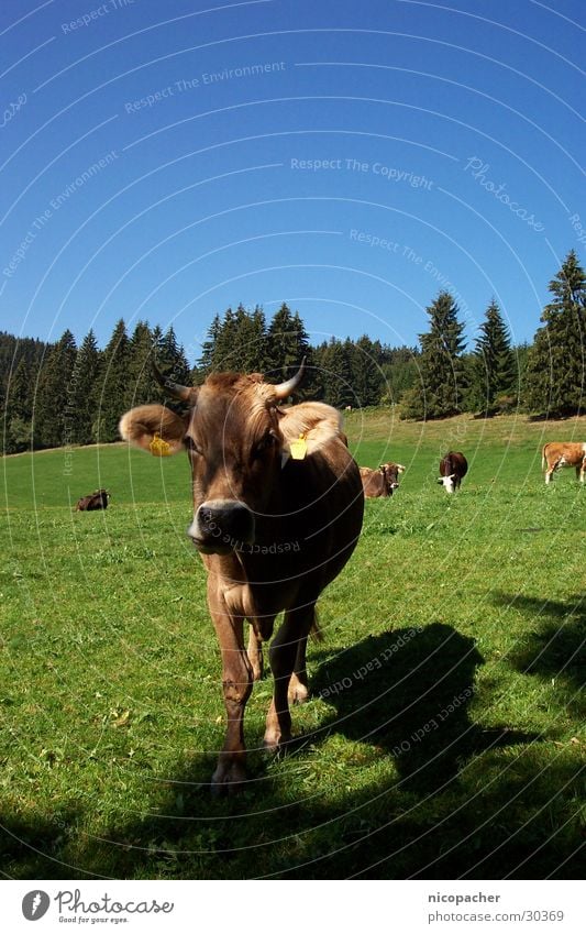 Allgäu cow Cow Summer Meadow Green Cattle Pasture Grass Animal Mountain Antlers Blue Blue sky warm season