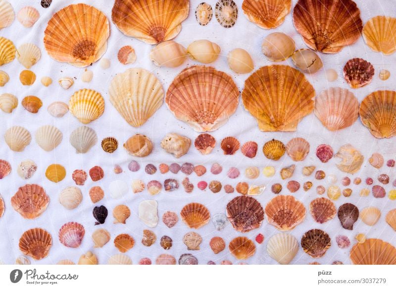 seashells Vacation & Travel Summer Summer vacation Beach Ocean Environment Nature Animal Water Coast Wild animal Mussel Decoration Collection Brown Yellow White