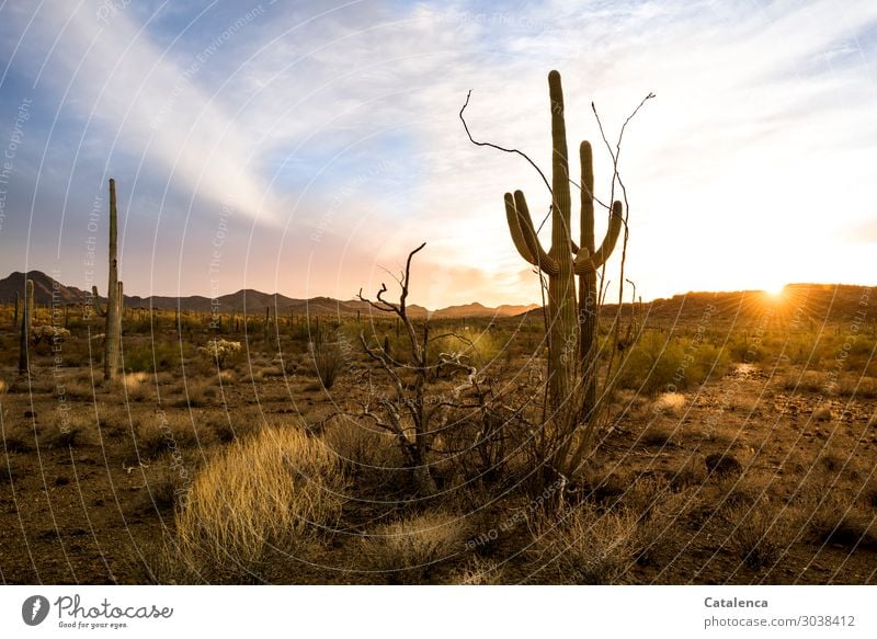 The sun sets behind the hills on the horizon, the cacti in the desert watch Cactus Saguaro ocotillo bushes Plant thorns Sunset Sunlight Sunbeam Desert Dry Hill