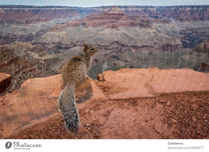 Enjoy the view Hiking Landscape Animal Elements Sky Horizon Canyon Grand Canyon Squirrel 1 Observe Crouch Brash pretty Curiosity Brown Gray Orange Nature