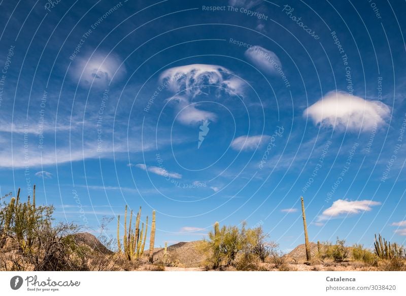 Airy | cloud formations over desert with organ pipe and saguaro cacti Environment Nature Landscape Plant Earth Sky Clouds Beautiful weather Cactus