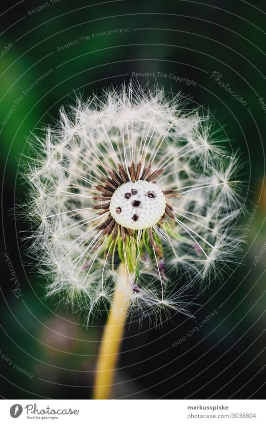 dandelions macro close up Elegant Life Summer Nature Plant Warmth Bouquet Touch Jump Authentic Spring fever fragility alive beautiful beauty blaze of color